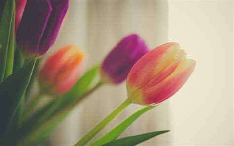 Picture Of Tulip Flower Macro Hd Desktop Wallpapers 4k Hd