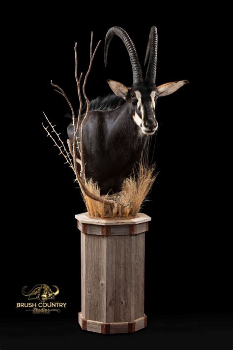 Brush Country Studios 1 Sable Pedestal Mount Includes Taxidermy Work