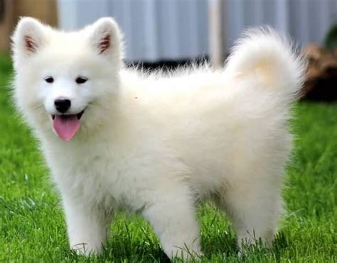 Samoyed Puppies For Sale Central La Ca 235269