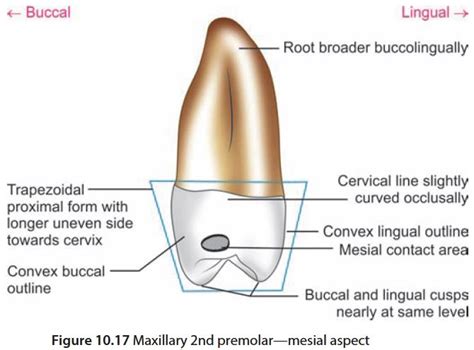 Maxillary Second Premolar L Tooth Crown And Root Morphology Revision For