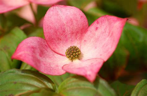 Dogwoods include a large group of flowering woody trees and shrubs within the genus cornus. Top 10 Trees and Plants That Love the Shade