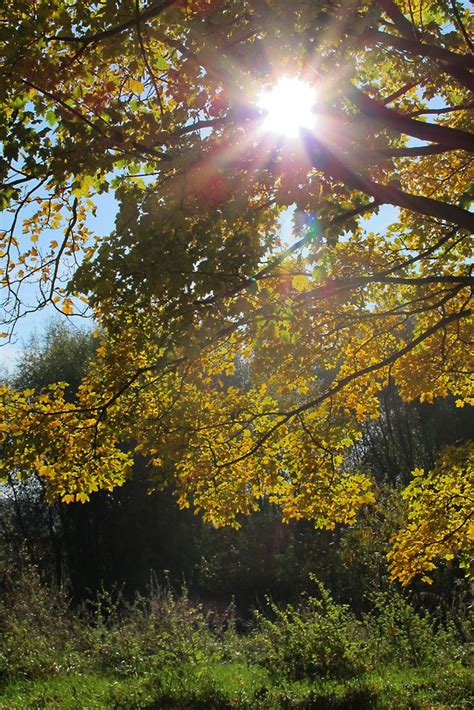 Herbstsonne Foto And Bild Landschaft Wald Natur Bilder Auf Fotocommunity