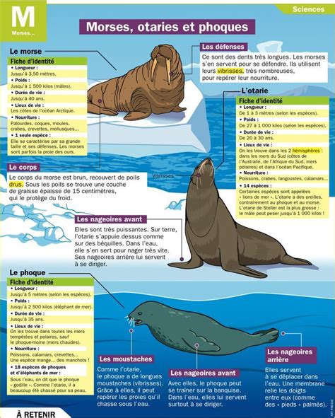 Educational Infographic Fiche Exposés Morses Otaries Et Phoques Zoo