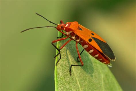 37 Facts About The Milkweed Assassin Bug 2024