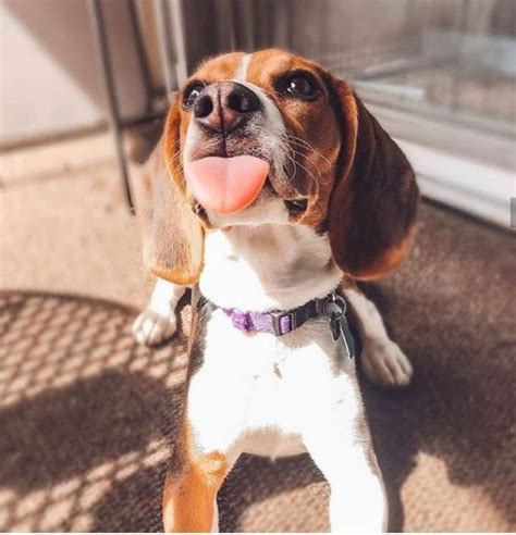 14 Funny Beagles Who Will Make You Smile Page 2 Of 3 Petpress