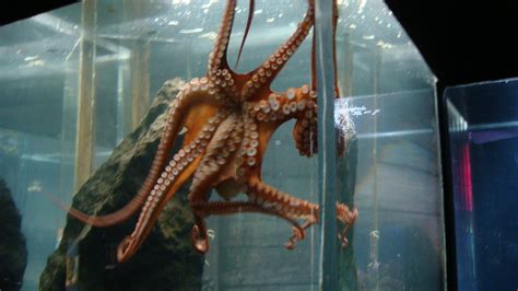 2012 11 19 212832 Kelly Tarltons Sea Life Aquarium W Flickr