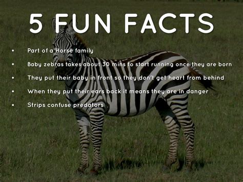 Silly Zebras By Sje 5th Grade Cart