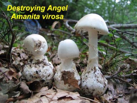 Wild Mushrooms In Georgia All Mushroom Info