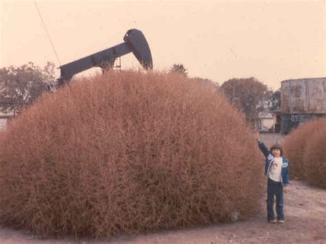 massive russian thistle tumbleweed growing in la county california invasivespecies