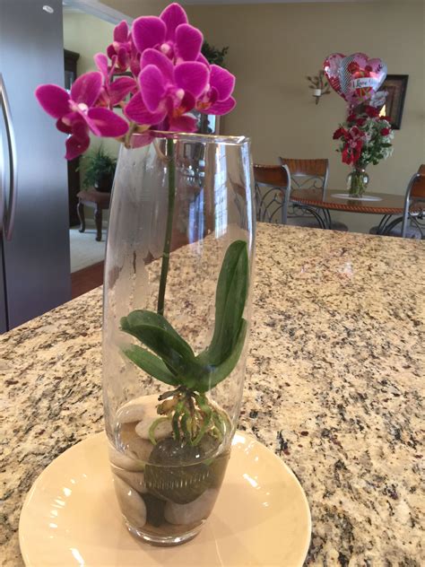 Water—either too much or not enough—is the hardest thing to get right and the most common reason cacti fail to thrive (or survive), but sweeping generalizations about how much and how often to water won't help you, since every type of cactus. How To Keep Orchids Alive And Looking Gorgeous in 2020 ...
