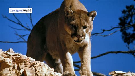 Cougar Interesting Facts Zoological World