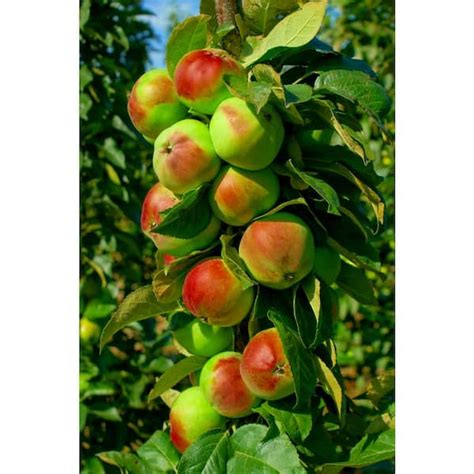 Online Orchards North Pole Limbless Apple Tree Bare Root 3 Ft To 4