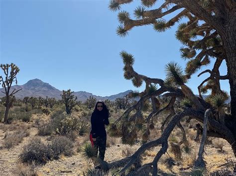 Joshua Tree Forest Grand Canyon National Park 2020 All You Need To