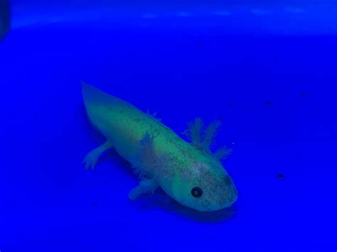 Glow Gfp Axolotl Fish N Pets Unlimited