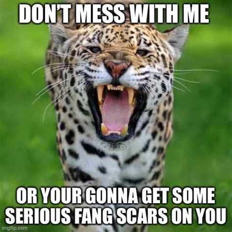 Dont Mess With The Jaguar Imgflip