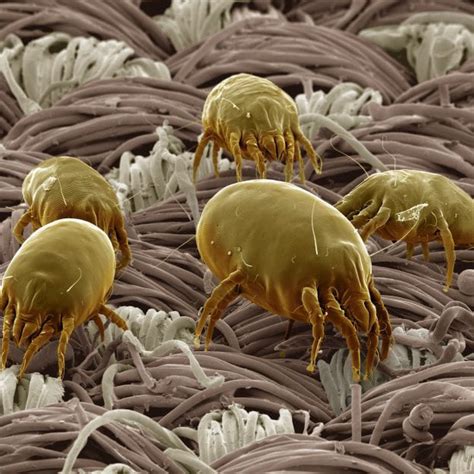 Dust Mites In Pillows Can Cause Allergies And Poor Sleep Healthy