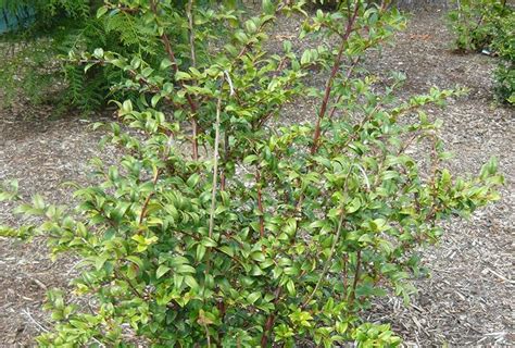 Native Plants To Oregon Evergreen Huckleberry A Hardy Easy To