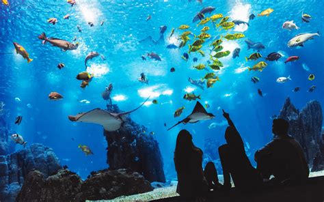 Lisbon Oceanarium Tickets About And Quick Guide