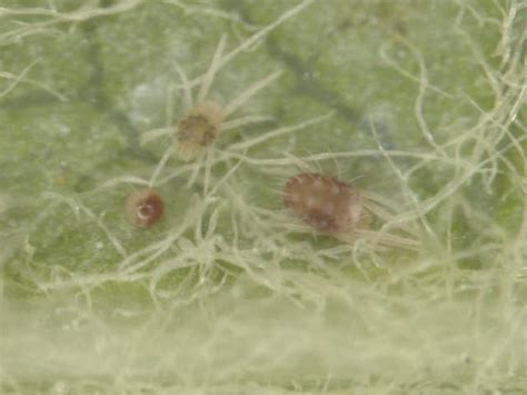 Management Of European Red Mite In Western Australia Agriculture And Food