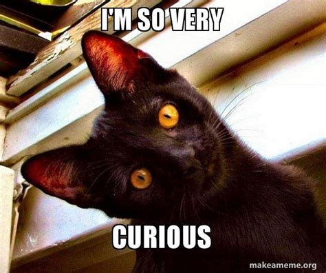 I M So Very Curious Overly Attached Cat Make A Meme