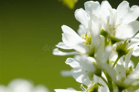 Ramifique Con Las Flores Blancas De La Cereza En Un Fondo Azul De La