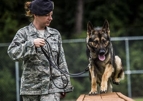 Fileus Air Force Staff Sgt Angela Lowe A Military Working Dog