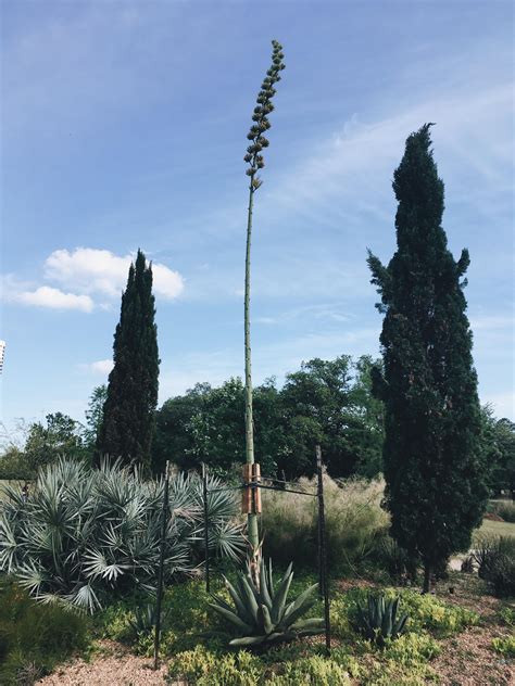 Agave Plant In A Once In Its Lifetime Bloom At Mcgovern Centennial