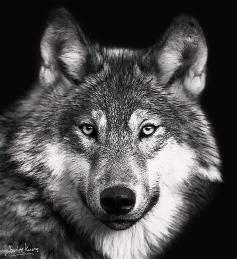 Pin By Luvanimals On Wolves Wolf Spirit Animal Wolf Face Wolf Photos