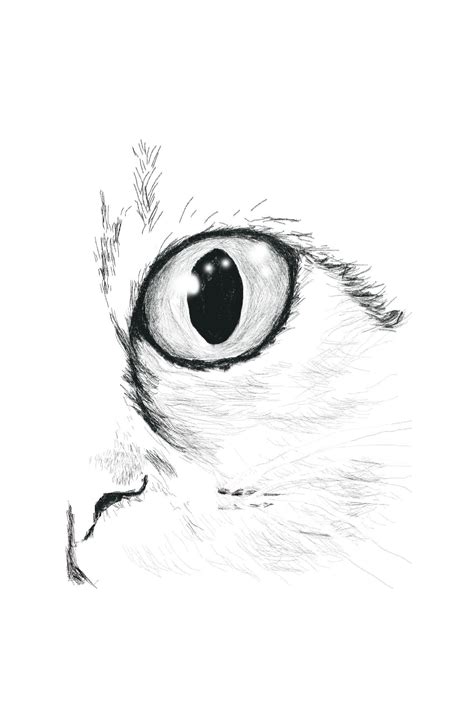 Black And White Cat Eye Digital Sketch Etsy