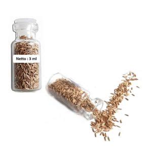 Selection of light is determined by the choice of plants in the aquascape. Jual Bibit Benih Carpet Seed MINI HAIR GRASS Tanaman ...