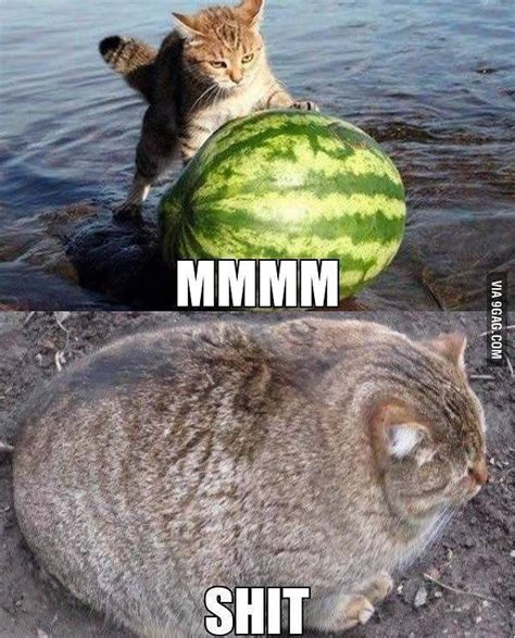 Memes funny memes with cats collection 2019 joke and dank. You are what you eat. #watermelon#cat#9gag @9gagmobile by ...