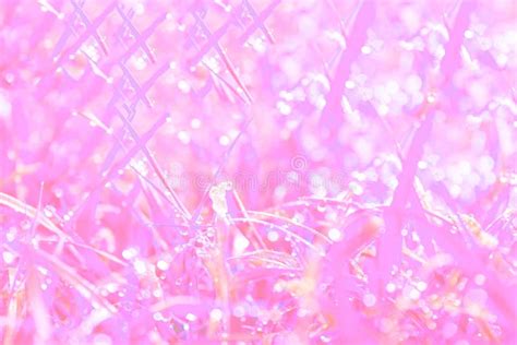 Pink Bokeh Abstract Lights Backgrounds Stock Photo Image Of Color