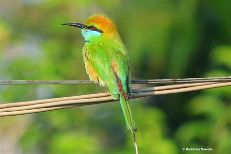 Animal Bee Eater Bird Colorful Green Bee Eater Wallpaper Resolution