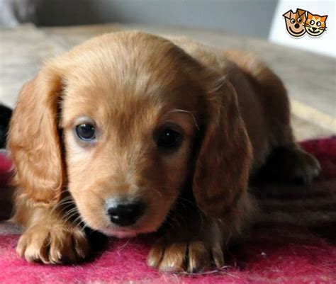 Pure bred puppies for sale from registered breeders located in australia and new zealand. Cavapoo puppies for sale | Lydney, Gloucestershire ...