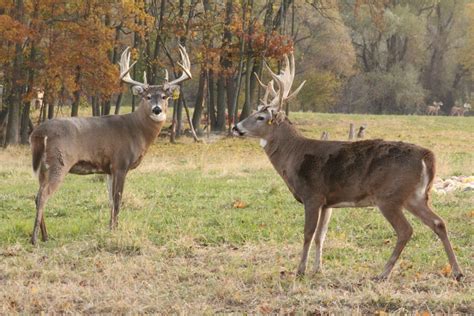 Whitehouse Whitetails Deer Hunting Michigan Trophy Deer Hunts