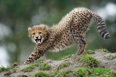 Passionate photographers have captured the most gorgeous animals in the world in their natural habitats and shared them with unsplash. מצגות - מצגת על תמונות מדהימות של חיות בר