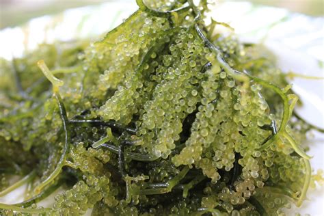 Health Benefits Of Seaweed Ang Pinoy