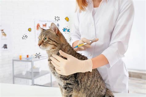 Core Vaccinations In Cats Together Against Cat Flu And Feline