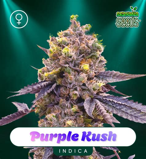 Purple Kush Auto And Fem