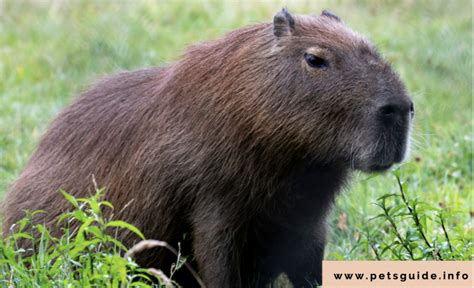 Are Capybara Dangerous 7 Tips You Need To Know 2024
