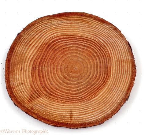 Growth Rings In Douglas Fir Photo Wp06544