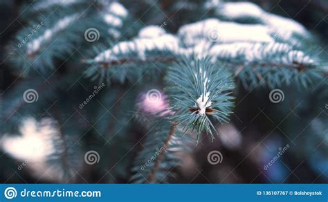 Christmas Tree Branches In The Snow Close Up Fir Branches Covered With