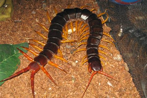 Centipede Animals Interesting Facts And New Pictures All Wildlife