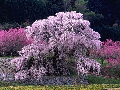 Japanese Cherry Blossom Tree Color Pinterest Japanese Cherry