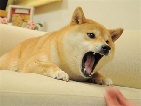 Yelling Doge Template Doge In 2021 Doge Doge Meme Shiba Inu