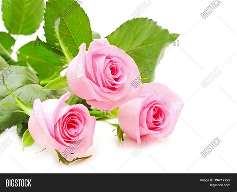 Flower Of Pink Roses On White Background Stock Photo And Stock Images