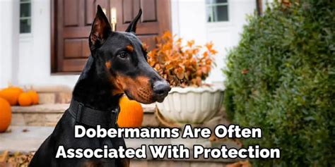 Dobermann Spiritual Meaning Symbolism And Totem Explained