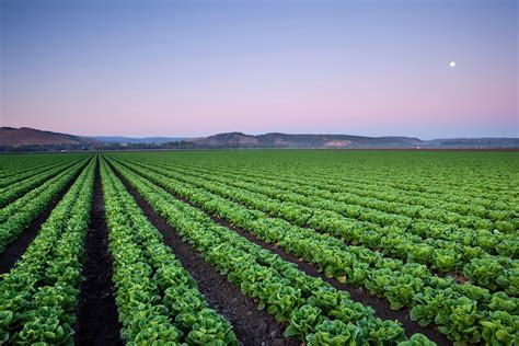 Agricultural Field Of Lettuce Crops Salinas California Richard Wong