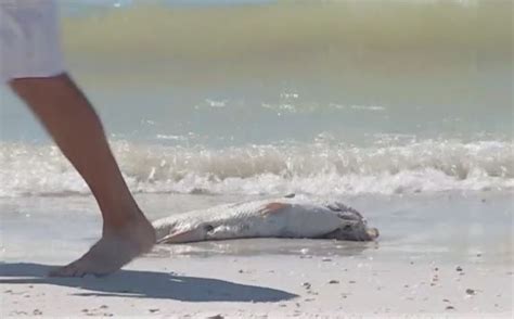 Red Tide Still Affecting Southwest Florida Beaches Wink News