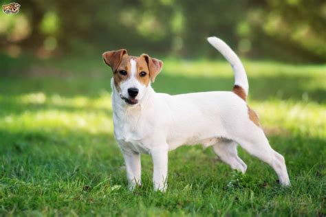 Facts About Jack Russell Terriers Petsidi
